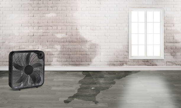 Best Water damage cleanup near me  in Dauphin Island, AL