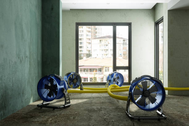 Best Water damage contractors near me  in Dauphin Island, AL